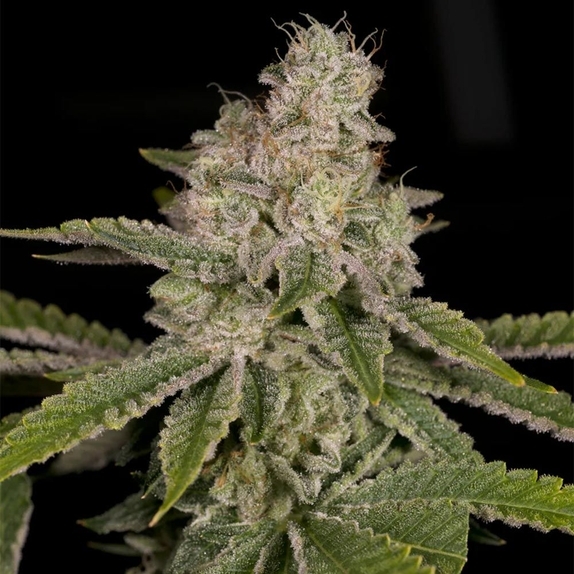 ひろとも様　ランツ 1ml &パープルクッシュ3g New Cannabis Seeds | Discreet Cannabis Seeds