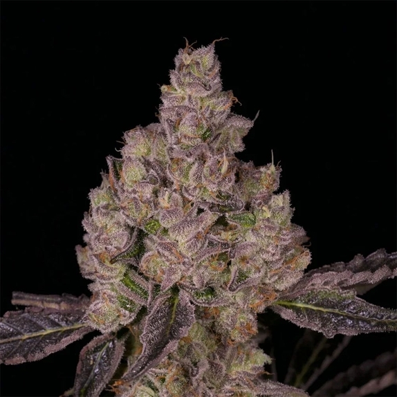 Planet Sherb Regular (Archive Seedbank) Cannabis Seeds