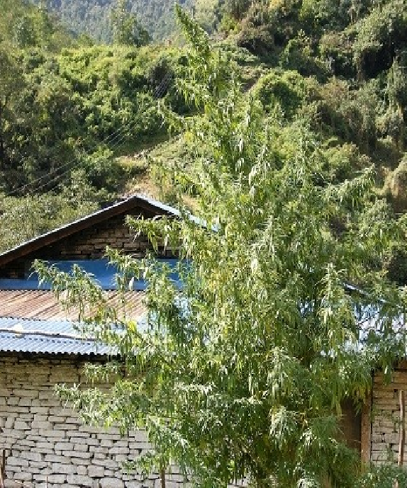 Nepal Annapurna Regular Cannabis Seeds