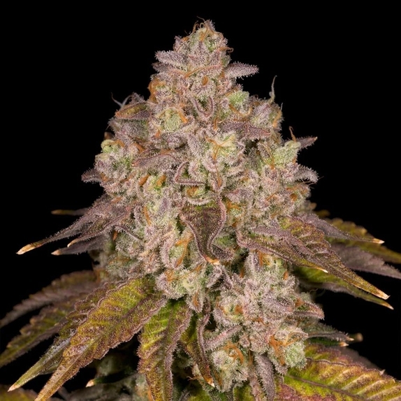 Killz Regular (Archive Seedbank) Cannabis Seeds