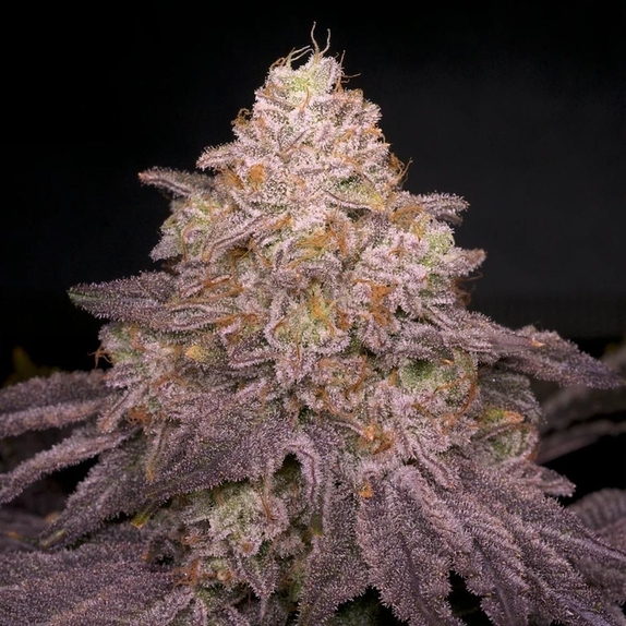 ひろとも様　ランツ 1ml &パープルクッシュ3g New Cannabis Seeds | Discreet Cannabis Seeds