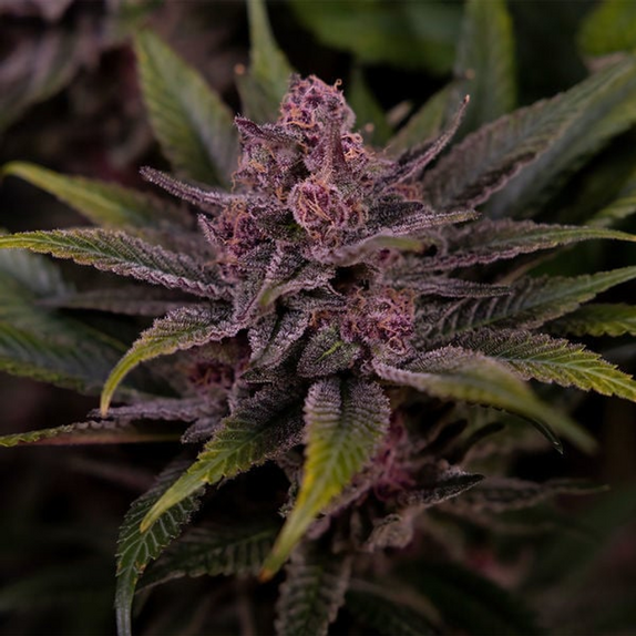 Trailblazer Line Biscotti (Big Head Seeds) Cannabis Seeds