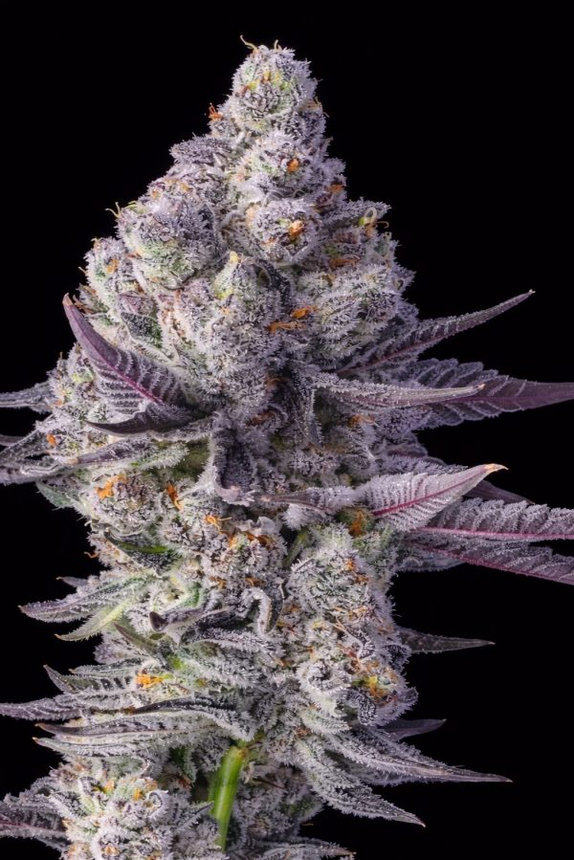 Trailblazer Line Blue Lobster  (Big Head Seeds) Cannabis Seeds