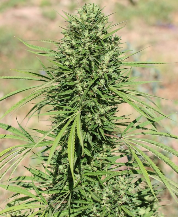 Morocco Beldia Kif Regular Cannabis Seeds