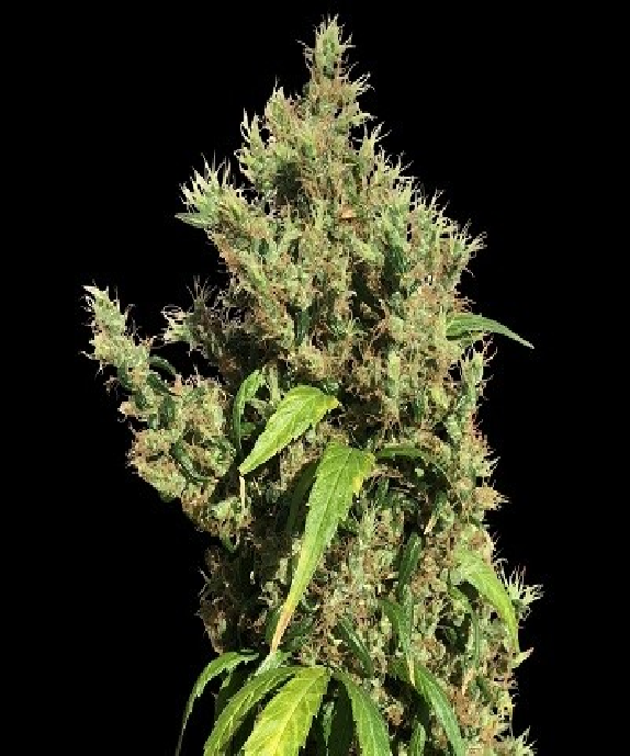 Purple Honduras Haze Regular Cannabis Seeds