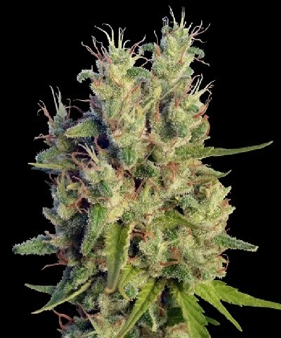 Super Malawi Haze Regular Cannabis Seeds