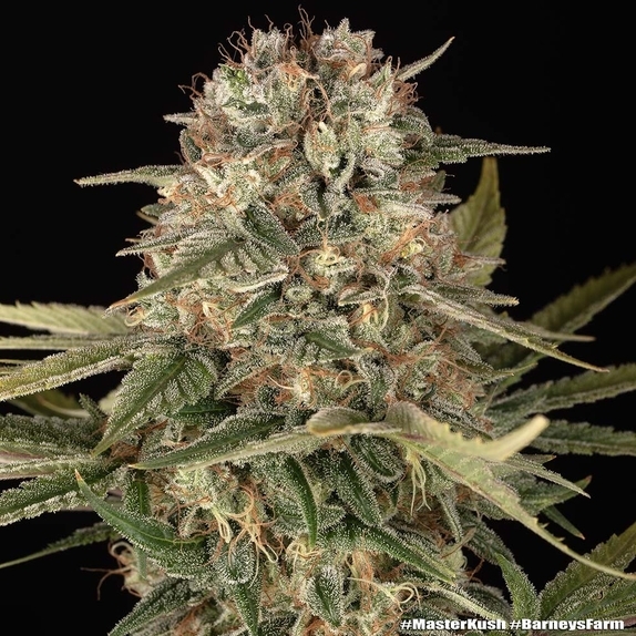 Master Kush (Barneys Farm Seeds) Cannabis Seeds