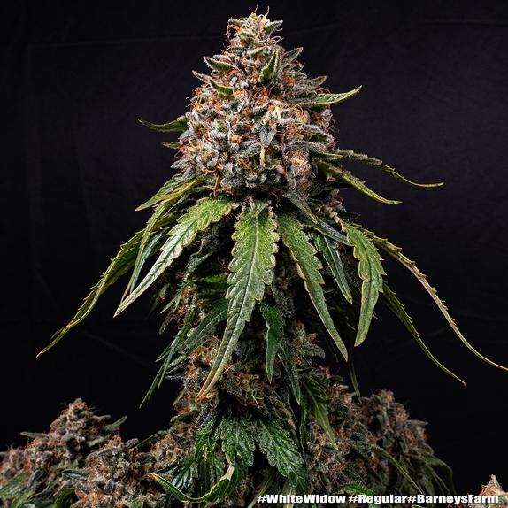 White Widow (Barneys Farm Seeds) Cannabis Seeds