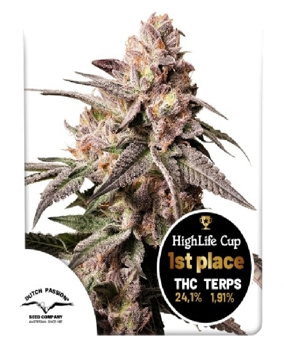 Slush Mint Cake (Dutch Passion Seeds) Cannabis Seeds