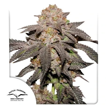 Kingston Punch (Dutch Passion Seeds) Cannabis Seeds