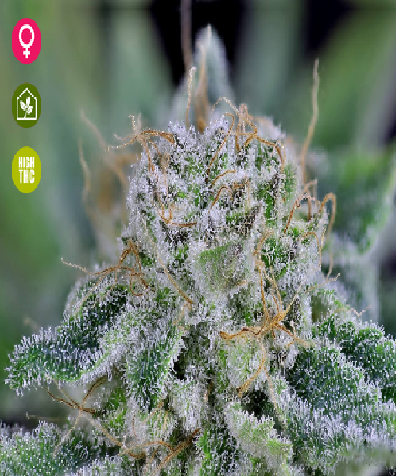 Peyote WI-FI Feminised Cannabis Seeds