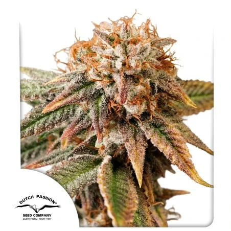 Auto Kingston Punch (Dutch Passion Seeds) Cannabis Seeds