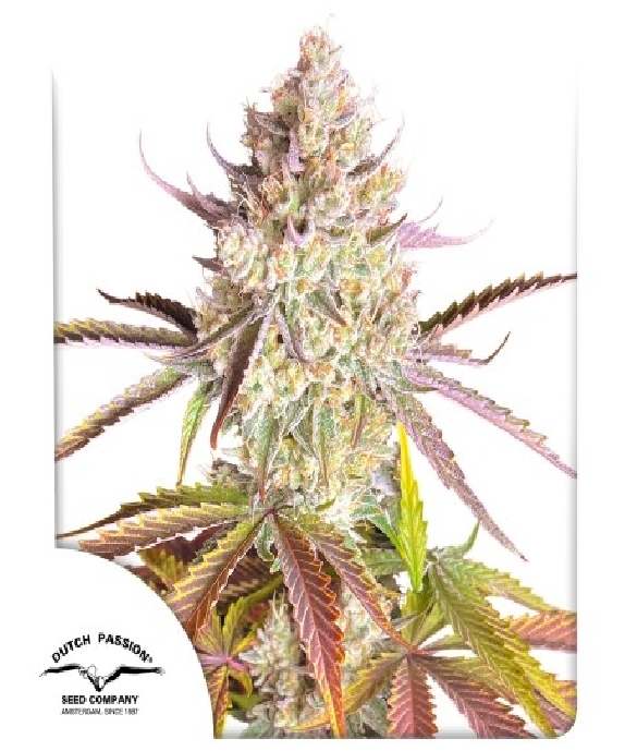 Fruit Bomb Punch (Dutch Passion Seeds) Cannabis Seeds