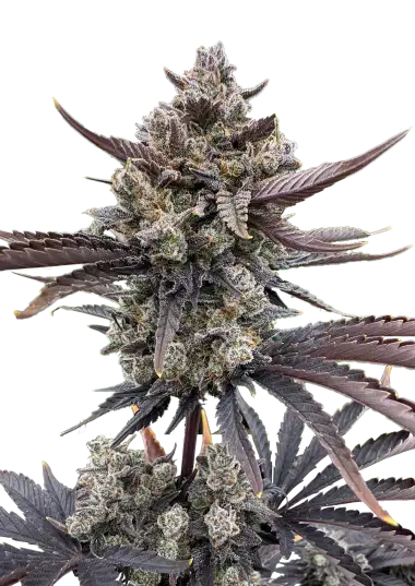 Banana Purple Punch Auto RF3 Cannabis Seeds