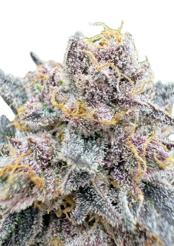 Cherry Cola Auto RF3 (Fast Buds Seeds) Cannabis Seeds