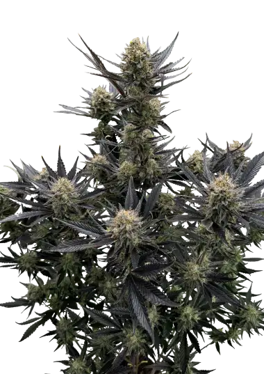 Guava Auto RF3 (Fast Buds Seeds) Cannabis Seeds