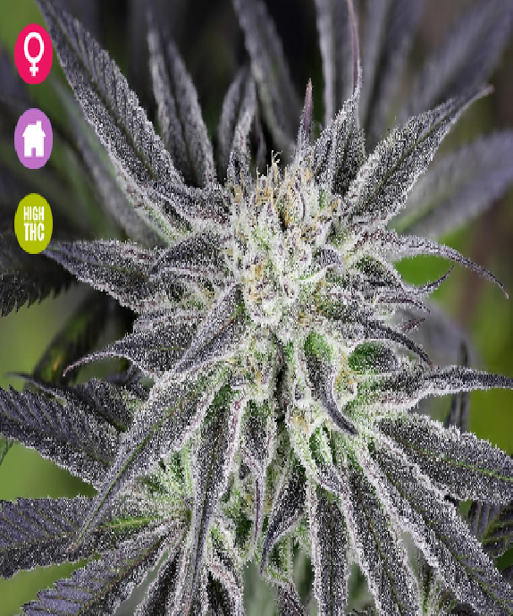 Peyote Gorilla Feminised Cannabis Seeds