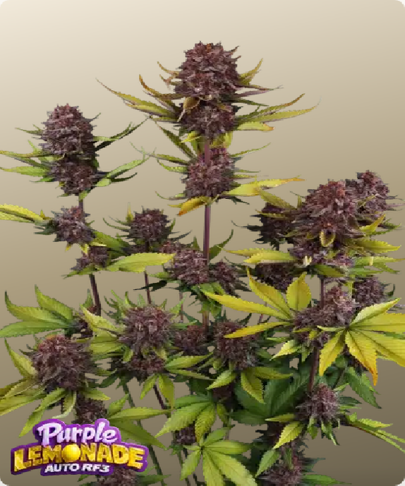 Purple Lemonade Auto RF3 Cannabis Seeds