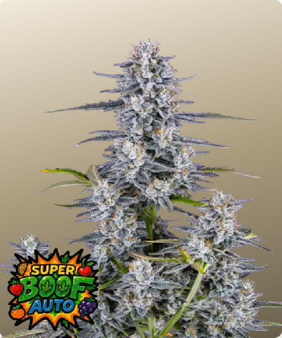 Super Boof Auto (Fast Buds Seeds) Cannabis Seeds