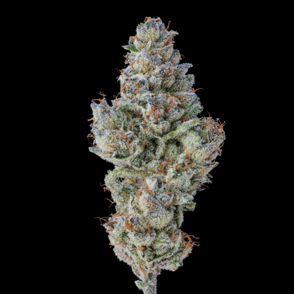 Lobster Butter Auto (Growers Choice Seeds) Cannabis Seeds
