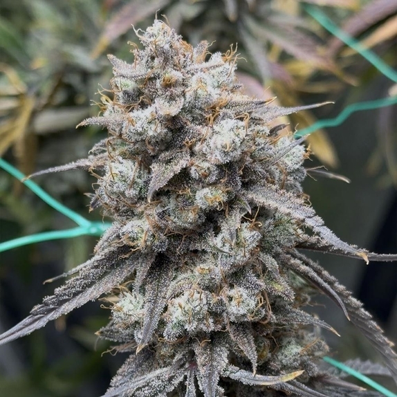 Banana Milk &amp Qookies Auto (Night Owl Seeds) Cannabis Seeds