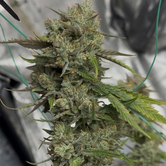 Banana Isle Auto (Night Owl Seeds) Cannabis Seeds