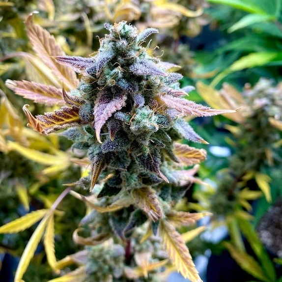 Bruce Bananas Auto (Night Owl Seeds) Cannabis Seeds