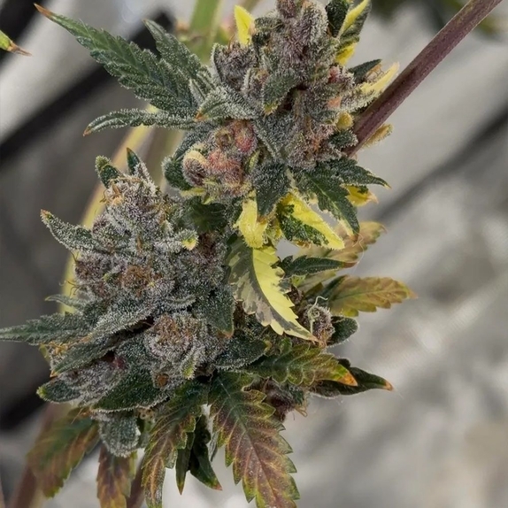 Purple Banana Popesicle Auto (Night Owl Seeds) Cannabis Seeds