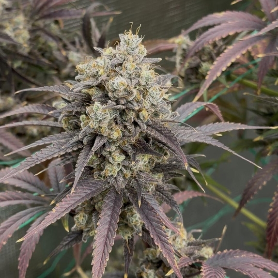 Queens Bananner Auto  (Night Owl Seeds) Cannabis Seeds