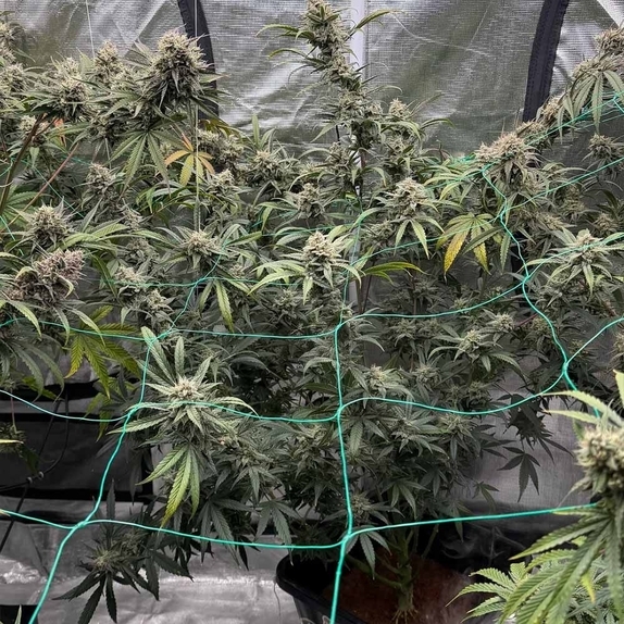 Banana OG F4 Auto (Night Owl Seeds) Cannabis Seeds