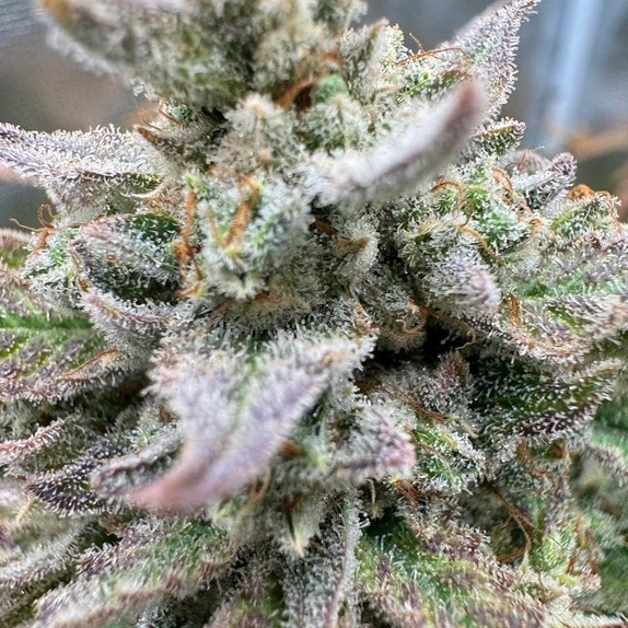 Magicians Alliance Auto (Night Owl Seeds) Cannabis Seeds