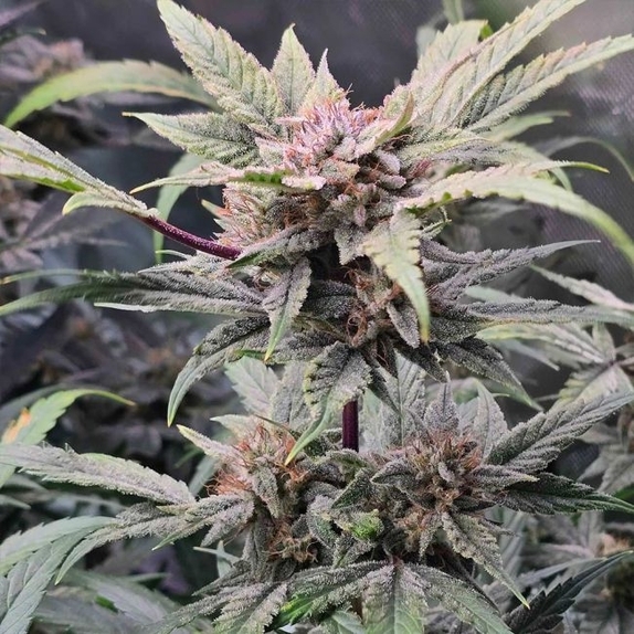 91 Bananas Auto (Night Owl Seeds) Cannabis Seeds