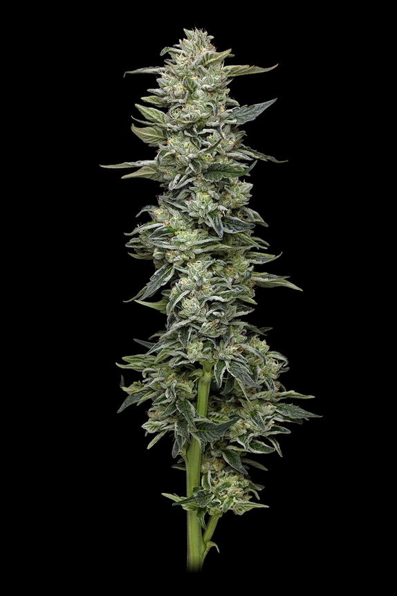 Honey Bear (Humboldt Seed Company) Cannabis Seeds