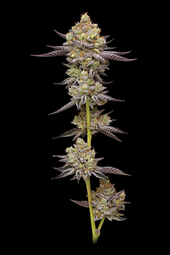 Hyper Za (Humboldt Seed Company) Cannabis Seeds