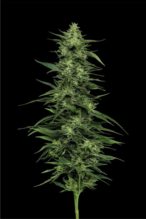 Limez (Humboldt Seed Company) Cannabis Seeds