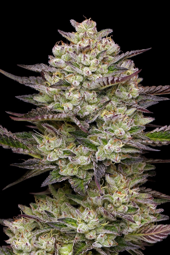 Puff Pastry (Humboldt Seed Company) Cannabis Seeds