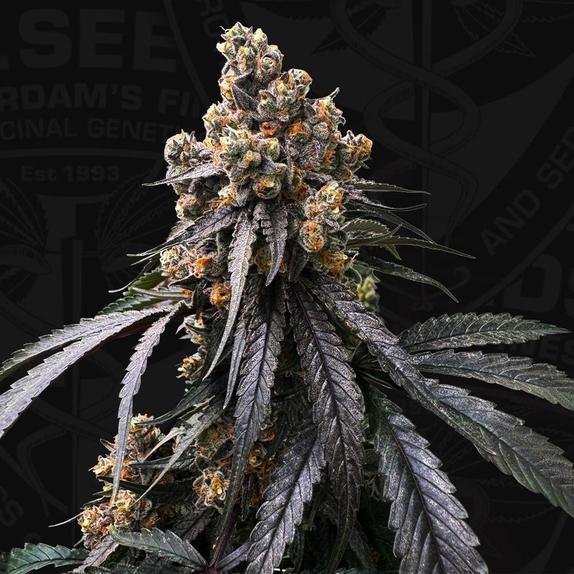 Mona Lisa x Bubblegum feminised (TH Seeds) Cannabis Seeds