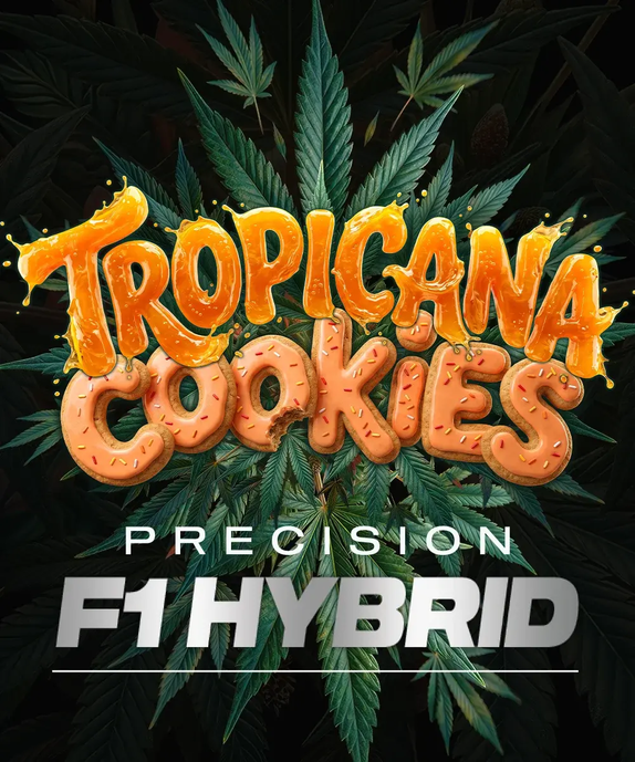 Tropicana Cookies F1 Auto (Barneys Farm Seeds) Cannabis Seeds