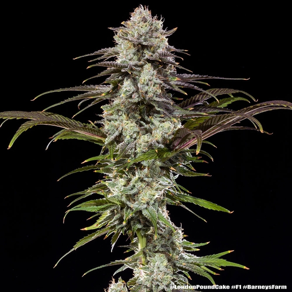 London Pound Cake F1 (Barneys Farm Seeds) Cannabis Seeds