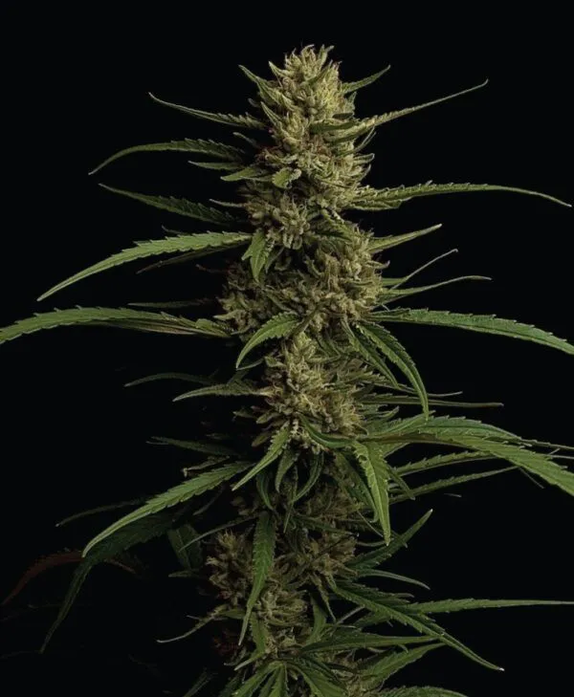 Caribbean Queen (Humboldt Seed COMPANY) Cannabis Seeds