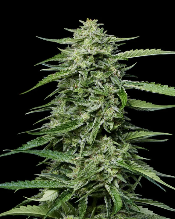Blueberry Honey (Humboldt Seed COMPANY) Cannabis Seeds
