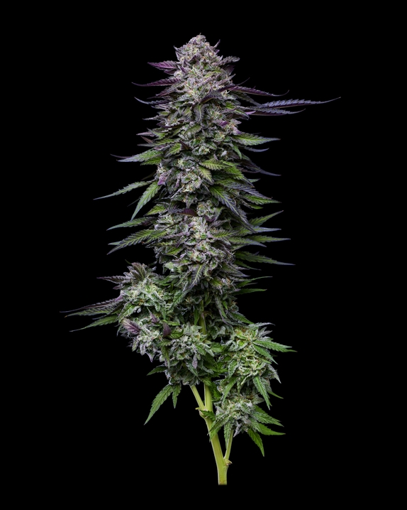 Candy Hustle (Humboldt Seed COMPANY) Cannabis Seeds