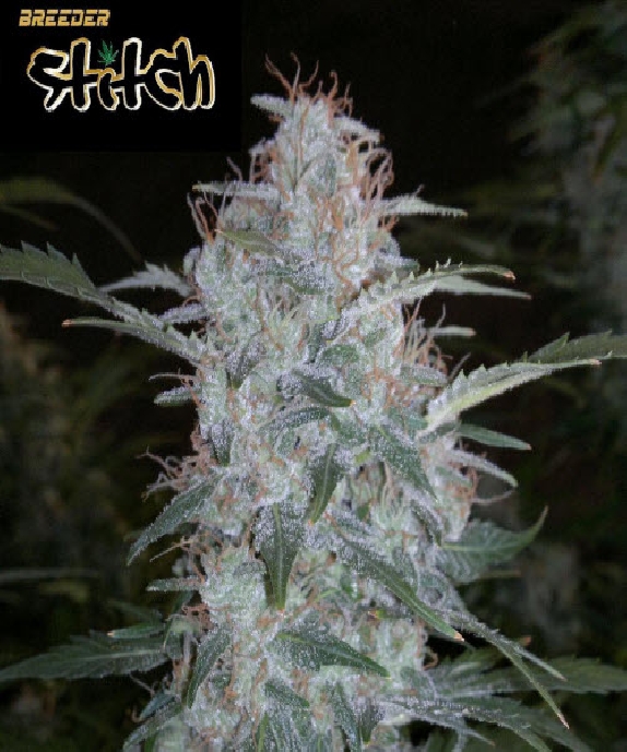 White Sirius Auto Cannabis Seeds
