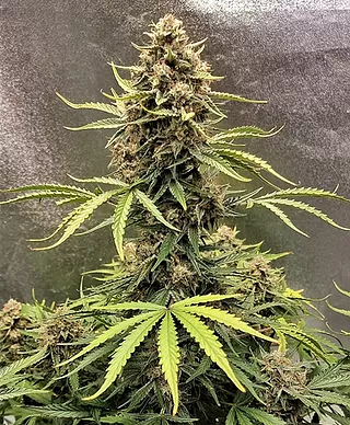 Cookie Breath Feminised Cannabis Seeds