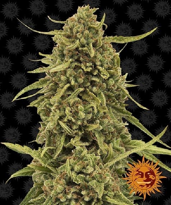 Widow Remedy Cannabis Seeds