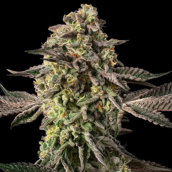 Sugar Rock (Silent Seeds x Cookies Co) Cannabis Seeds