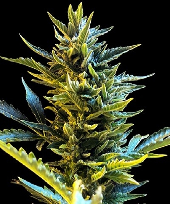 Auto Bride Cake Cannabis Seeds