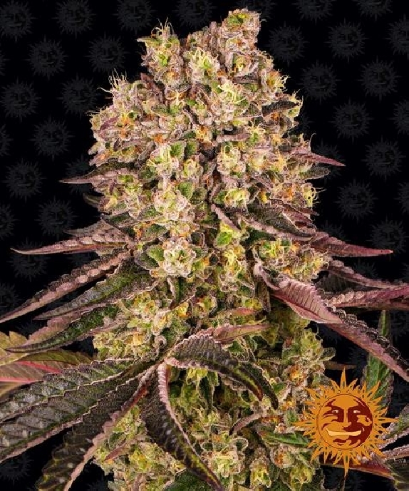 Runtz Muffin Cannabis Seeds