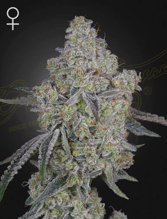 Honey Dipper Feminised (Green House Seeds) Cannabis Seeds