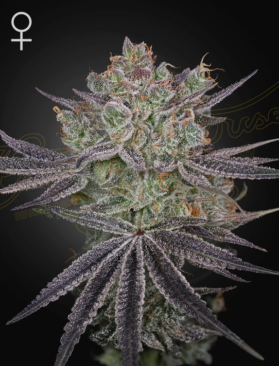 Papaya Sour Spritz (Green House Seeds) Cannabis Seeds